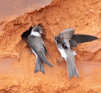 Hirondelle de rivage Riparia riparia - Sand Martin