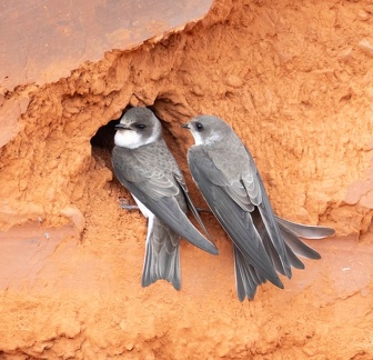 Hirondelle de rivage Riparia riparia - Sand Martin