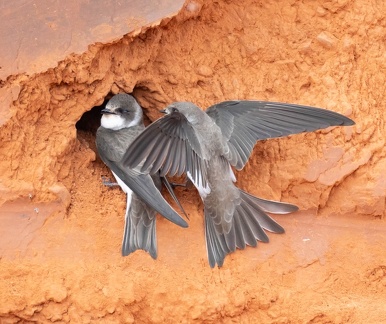 Hirondelle de rivage Riparia riparia - Sand Martin