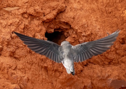 Hirondelle de rivage Riparia riparia - Sand Martin