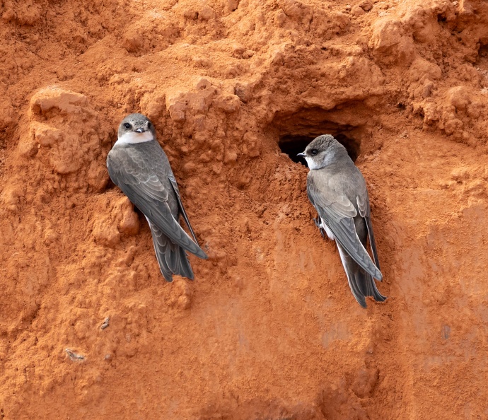 Hirondelle de rivage Riparia riparia - Sand Martin