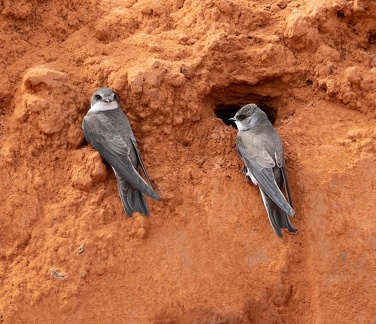 Hirondelle de rivage Riparia riparia - Sand Martin