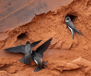 Hirondelle de rivage Riparia riparia - Sand Martin