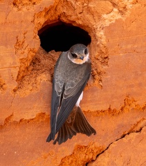 Hirondelle de rivage Riparia riparia - Sand Martin
