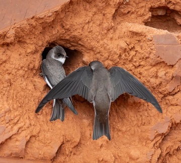 Hirondelle de rivage Riparia riparia - Sand Martin