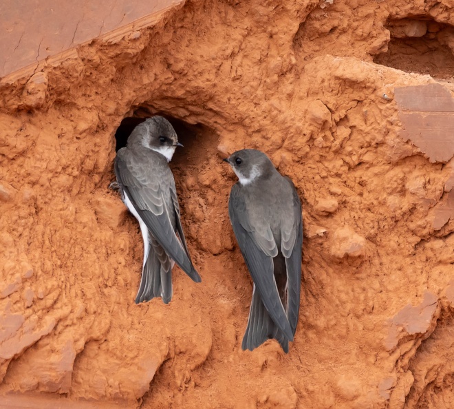 Hirondelle de rivage Riparia riparia - Sand Martin