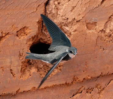 Hirondelle de rivage Riparia riparia - Sand Martin