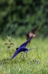 Hirondelle rustique Hirondelle de cheminée Hirundo rustica - Barn Swallow