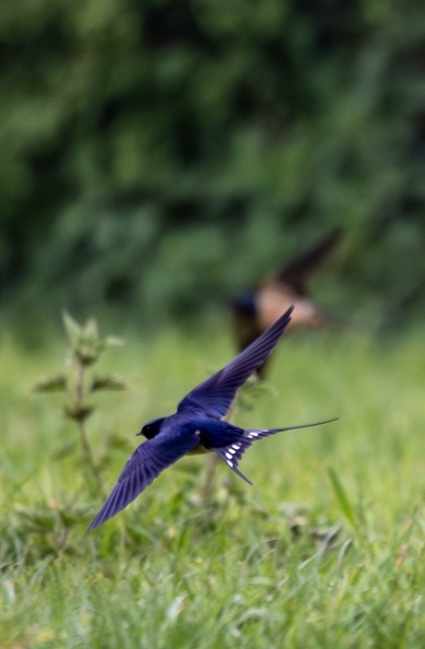 Hirondelle rustique Hirondelle de cheminée Hirundo rustica - Barn Swallow