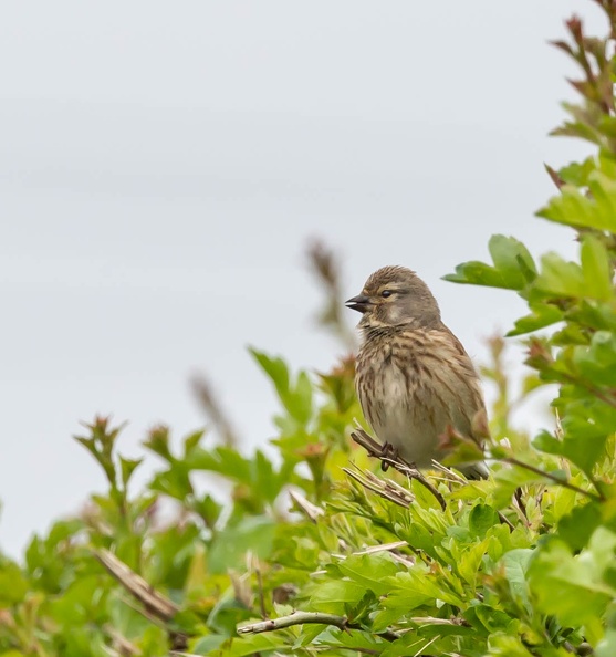 Linotte mélodieuse Linaria cannabina - Common Linnet (femelle)
