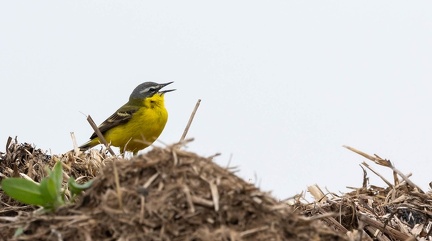 Bergeronnette printanière Motacilla flava - Western Yellow Wagtail