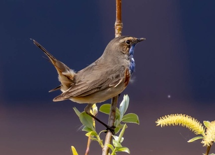 Gorgebleue à miroir Luscinia svecica - Bluethroat