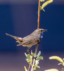 Gorgebleue à miroir Luscinia svecica - Bluethroat