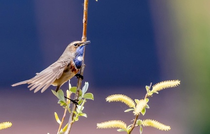 Gorgebleue à miroir Luscinia svecica - Bluethroat