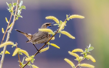 Gorgebleue à miroir Luscinia svecica - Bluethroat