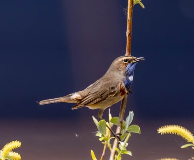 Gorgebleue à miroir Luscinia svecica - Bluethroat
