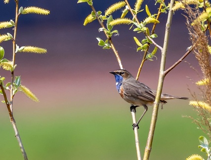 Gorgebleue à miroir Luscinia svecica - Bluethroat