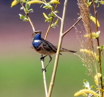 Gorgebleue à miroir Luscinia svecica - Bluethroat