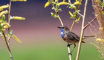 Gorgebleue à miroir Luscinia svecica - Bluethroat