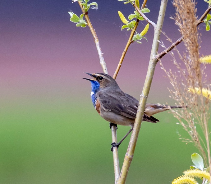 Gorgebleue à miroir Luscinia svecica - Bluethroat