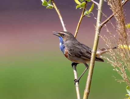 Gorgebleue à miroir Luscinia svecica - Bluethroat