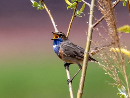 Gorgebleue à miroir Luscinia svecica - Bluethroat