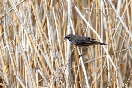 Gorgebleue à miroir Luscinia svecica - Bluethroat