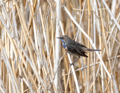 Gorgebleue à miroir Luscinia svecica - Bluethroat