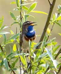 Gorgebleue à miroir Luscinia svecica - Bluethroat
