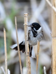 Bruant des roseaux Emberiza schoeniclus - Common Reed Bunting