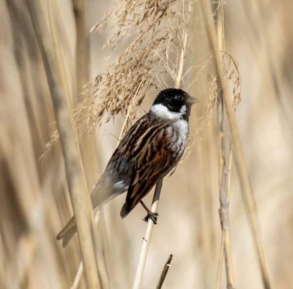 Bruant des roseaux Emberiza schoeniclus - Common Reed Bunting