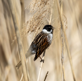 Bruant des roseaux Emberiza schoeniclus - Common Reed Bunting
