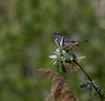 Gorgebleue à miroir Luscinia svecica - Bluethroat