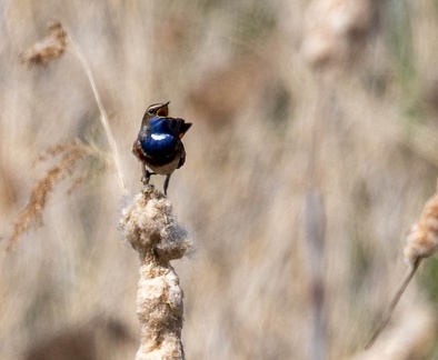 Gorgebleue à miroir Luscinia svecica - Bluethroat