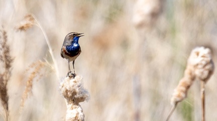 Gorgebleue à miroir Luscinia svecica - Bluethroat