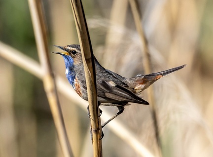 Gorgebleue à miroir Luscinia svecica - Bluethroat