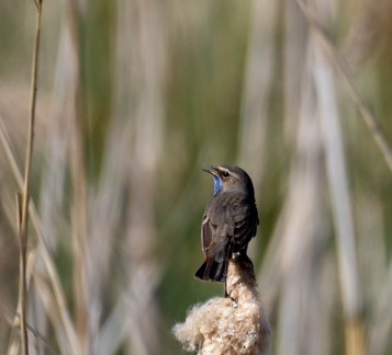 Gorgebleue à miroir Luscinia svecica - Bluethroat