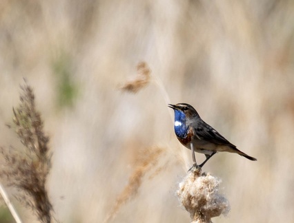 Gorgebleue à miroir Luscinia svecica - Bluethroat