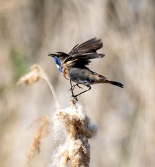 Gorgebleue à miroir Luscinia svecica - Bluethroat