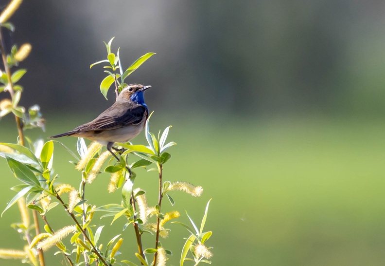 Gorgebleue à miroir Luscinia svecica - Bluethroat