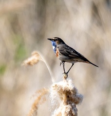 Gorgebleue à miroir Luscinia svecica - Bluethroat