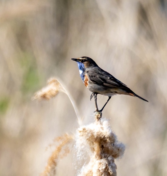 Gorgebleue à miroir Luscinia svecica - Bluethroat