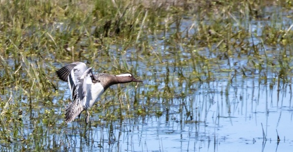 Sarcelle d'été Spatula querquedula - Garganey