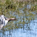 Sarcelle d'été Spatula querquedula - Garganey