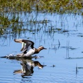 Sarcelle d'été Spatula querquedula - Garganey