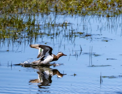 Sarcelle d'été Spatula querquedula - Garganey