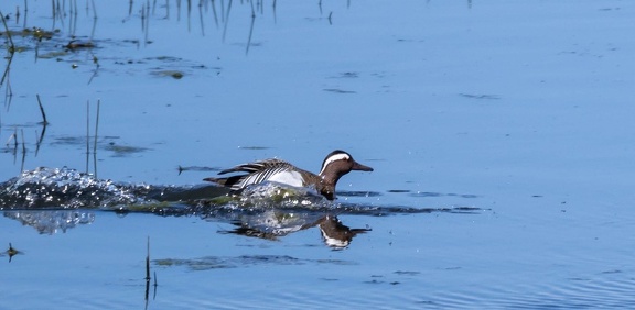 Sarcelle d'été Spatula querquedula - Garganey