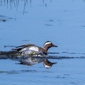 Sarcelle d'été Spatula querquedula - Garganey