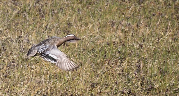 Sarcelle d'été Spatula querquedula - Garganey