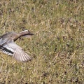 Sarcelle d'été Spatula querquedula - Garganey